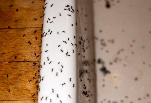 Best Flea Control Services  in Camp Barrett, VA